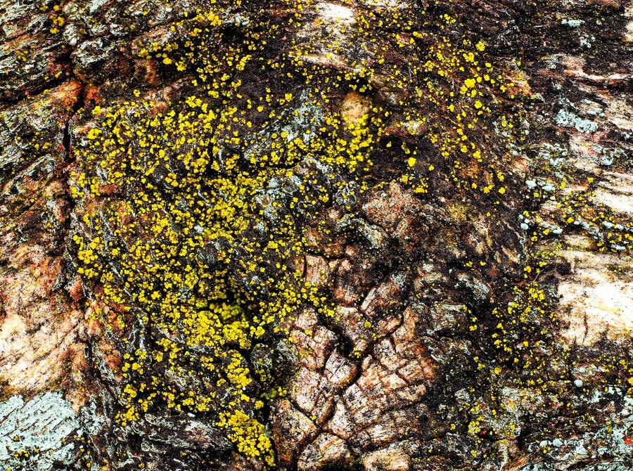 photographer Martin330 macro  photo taken at barnsley