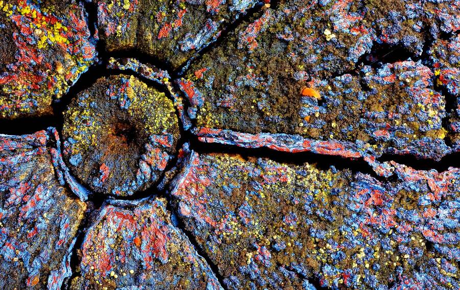 photographer Martin330 macro  photo