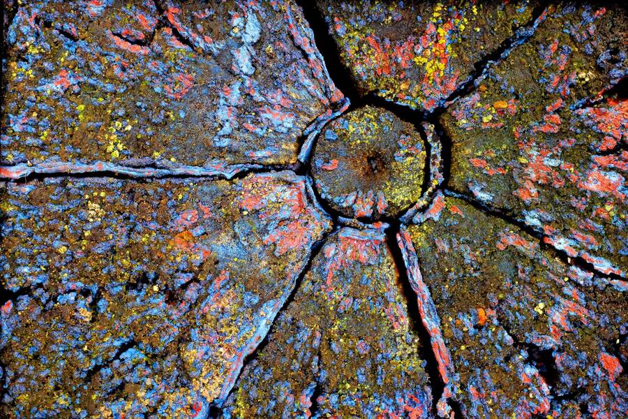 photographer Martin330 macro  photo