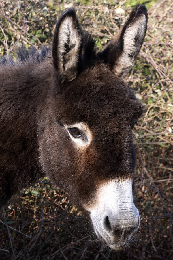 photographer David Blandford Photography wildlife  photo taken at Nomansland