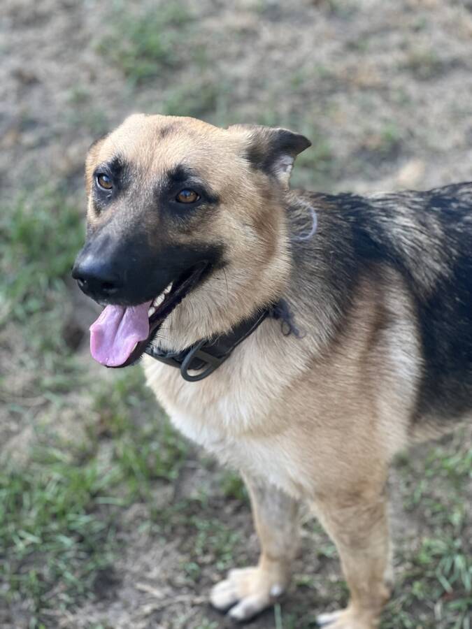 photographer LS Reflections wildlife  photo taken at Pavo, GA, USA