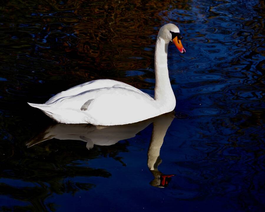 photographer Fotochawes wildlife  photo