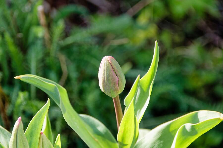 photographer dntphotographs macro  photo