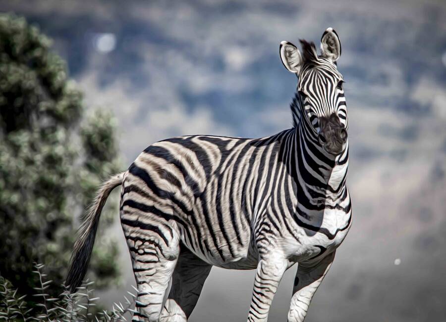 photographer Alex wildlife  photo