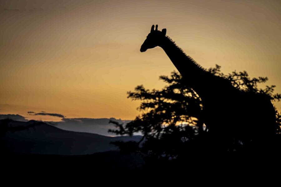 photographer Alex wildlife  photo