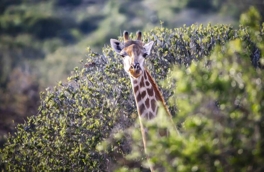 photographer Alex wildlife  photo