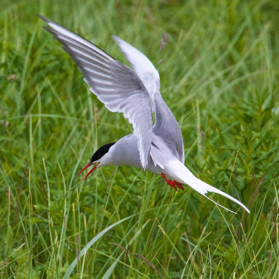 photographer Aardvark wildlife  photo