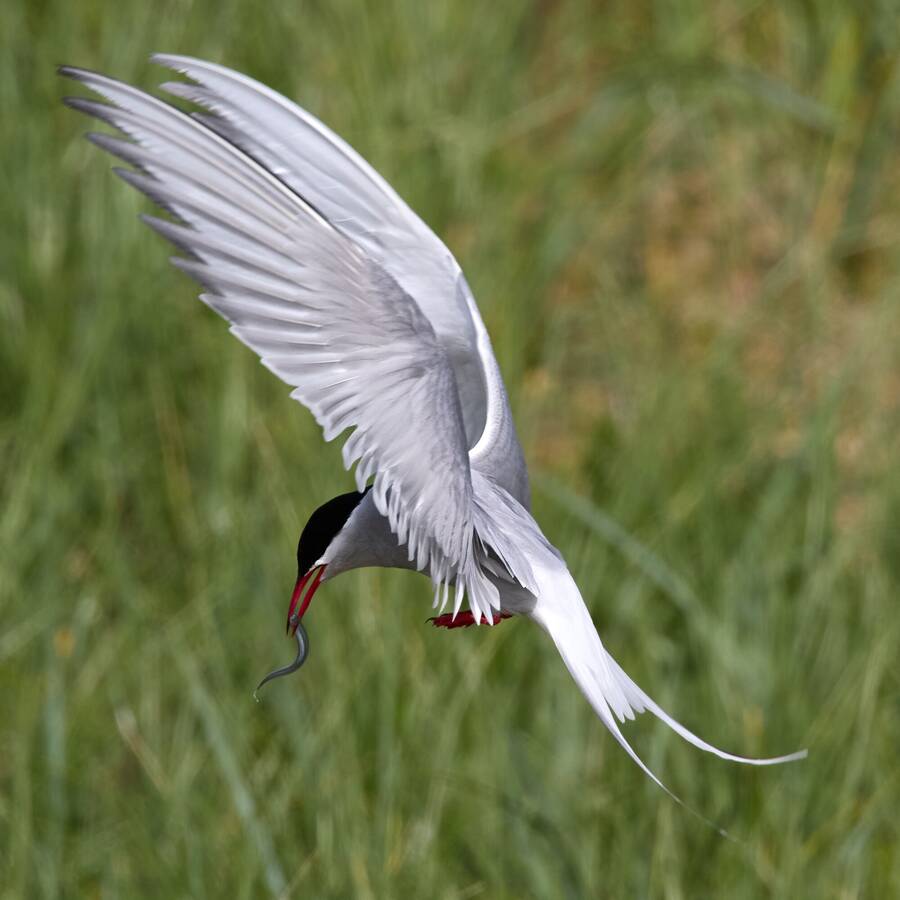 photographer Aardvark wildlife  photo