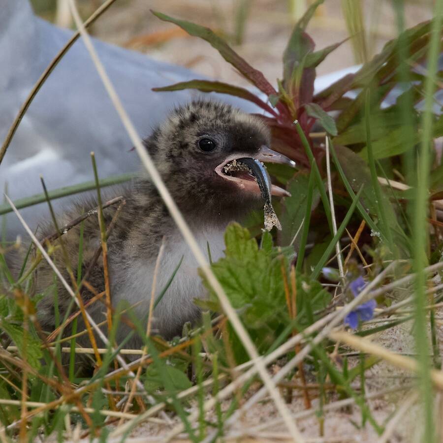 photographer Aardvark wildlife  photo