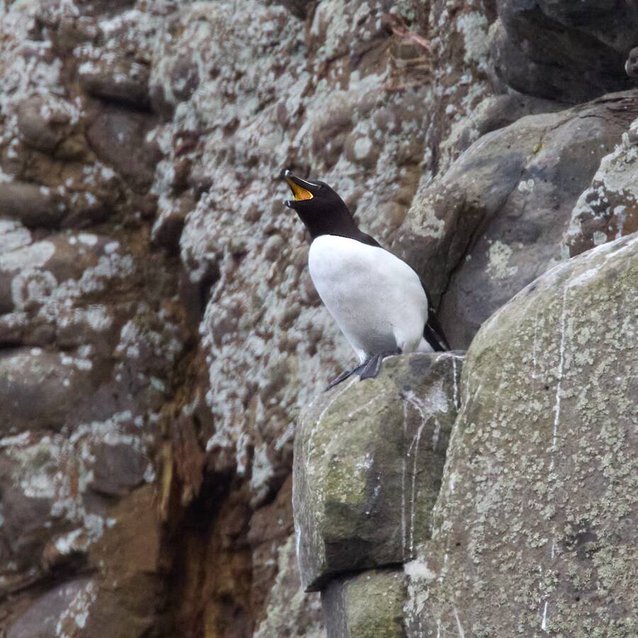photographer Aardvark wildlife  photo