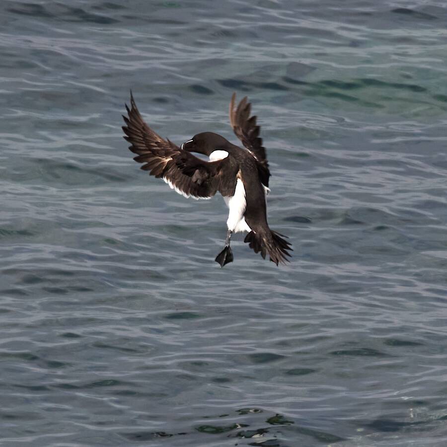 photographer Aardvark wildlife  photo