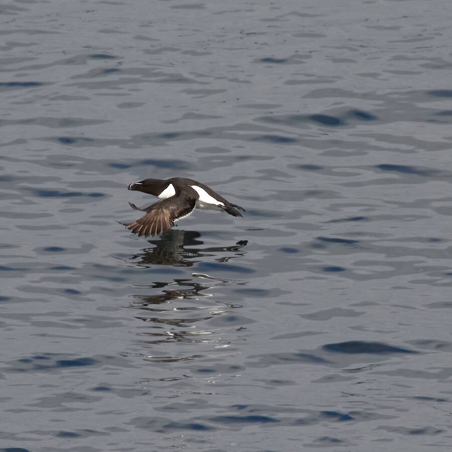 photographer Aardvark wildlife  photo