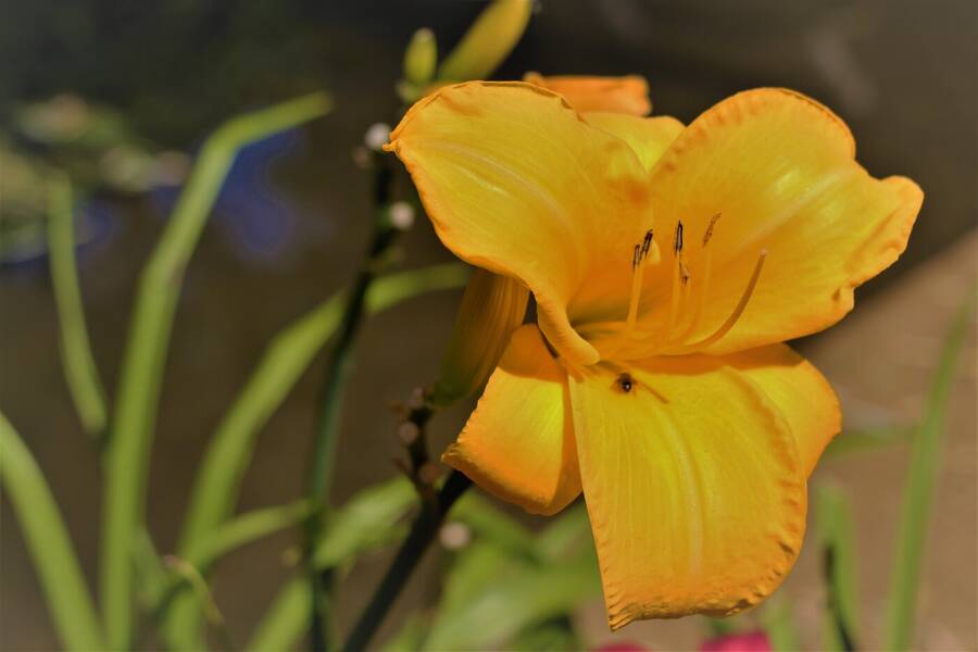 photographer Keithpix still life  photo