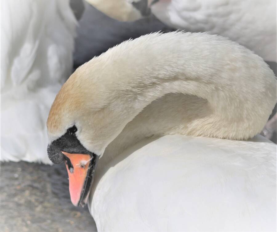 photographer Keithpix wildlife  photo