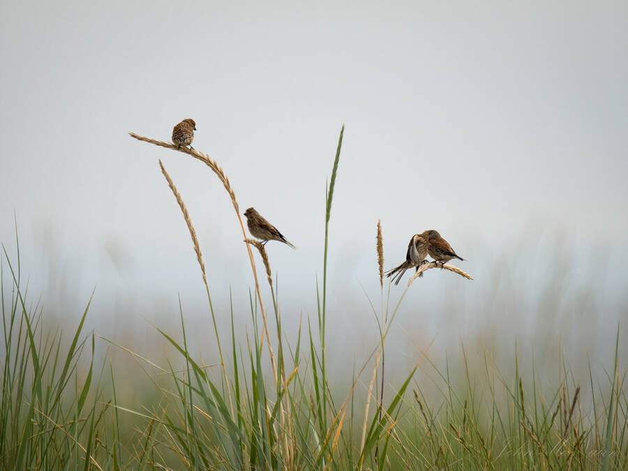 photographer Rascallyfox wildlife  photo