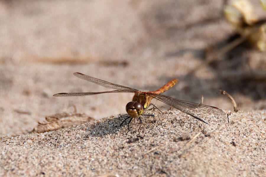 photographer Rascallyfox wildlife  photo