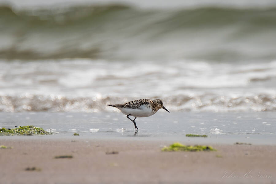 photographer Rascallyfox wildlife  photo