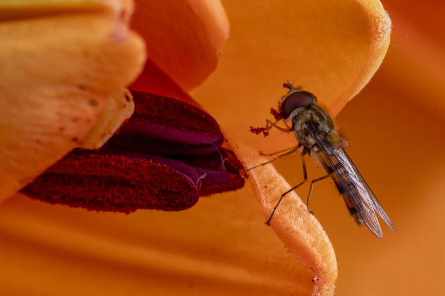 photographer The Opportunist wildlife  photo