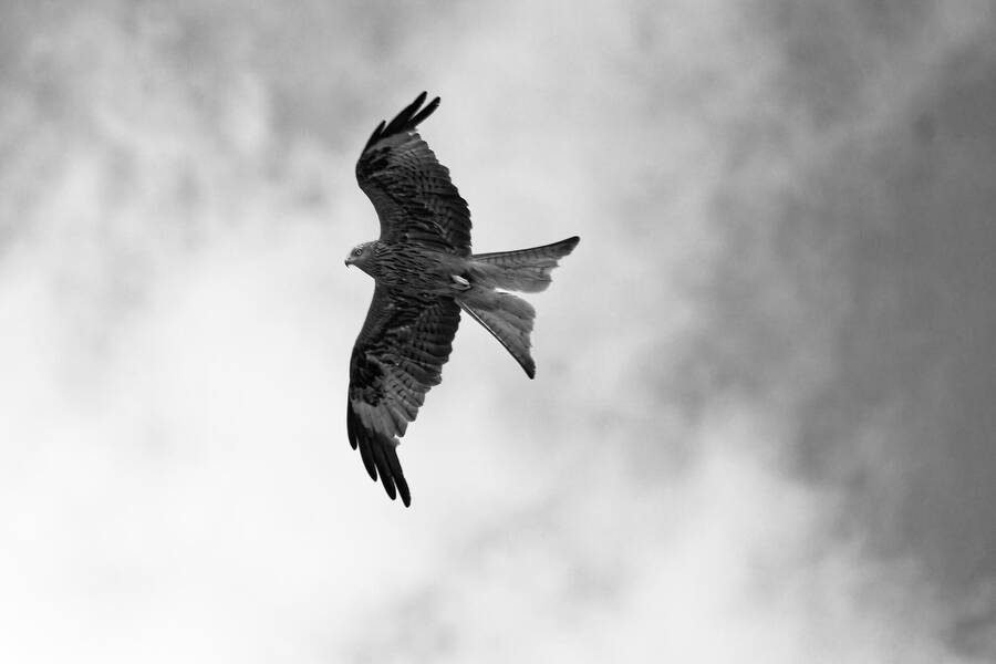 photographer dntphotographs wildlife  photo