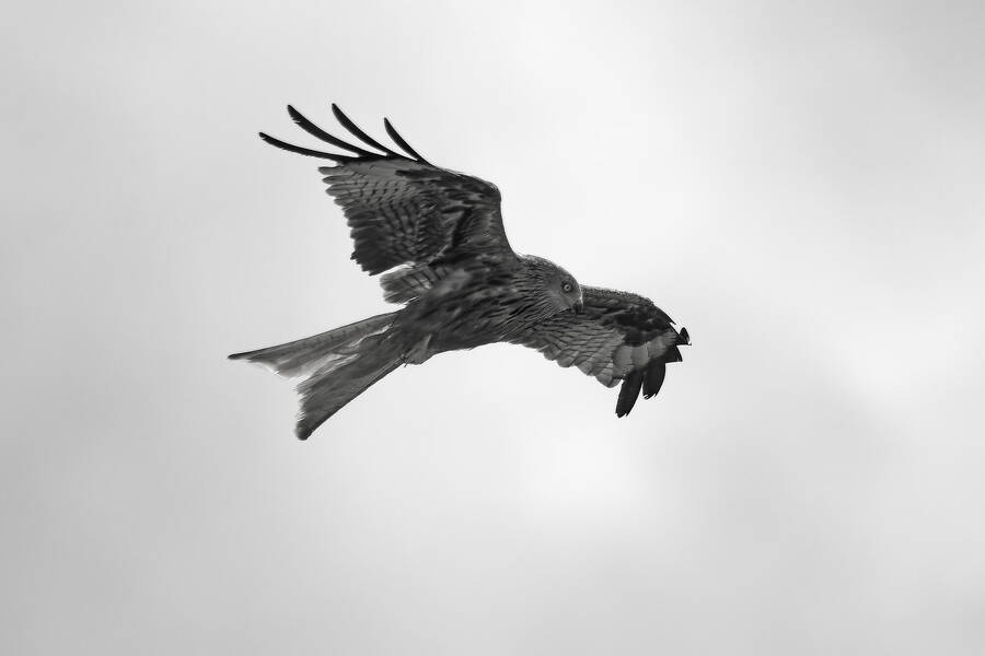 photographer dntphotographs wildlife  photo