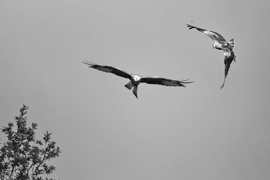 photographer dntphotographs wildlife  photo