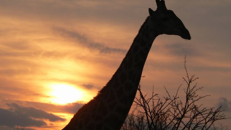 photographer NimpKish Arts wildlife  photo