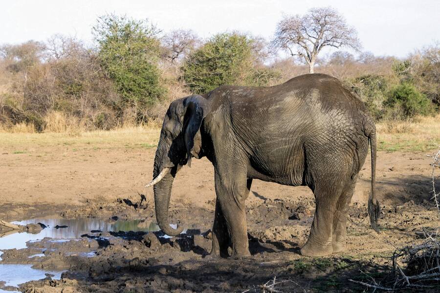 photographer NimpKish Arts wildlife  photo