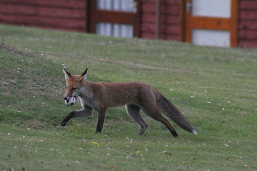 photographer Myddleton wildlife  photo taken at Deal