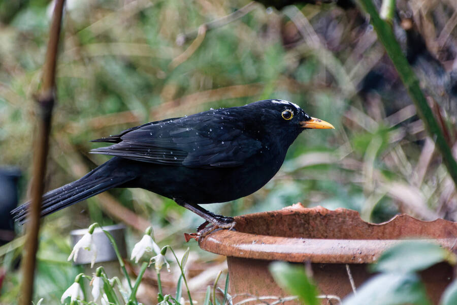 photographer dntphotographs wildlife  photo taken at North Yorkshire