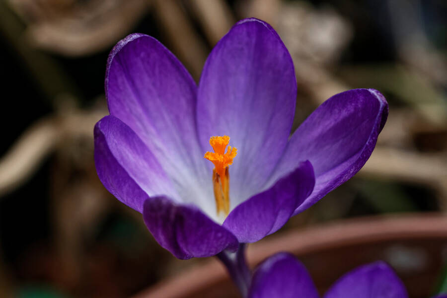 photographer dntphotographs macro  photo taken at North Yorkshire
