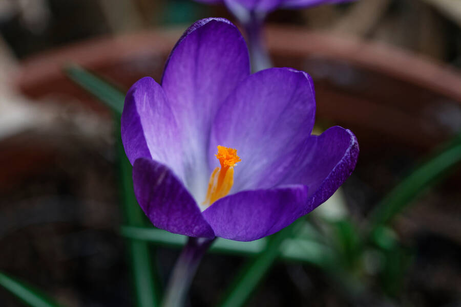 photographer dntphotographs macro  photo taken at North Yorkshire