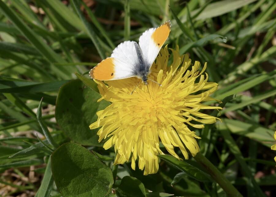 photographer Fotochawes macro  photo