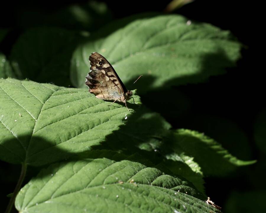 photographer Fotochawes macro  photo