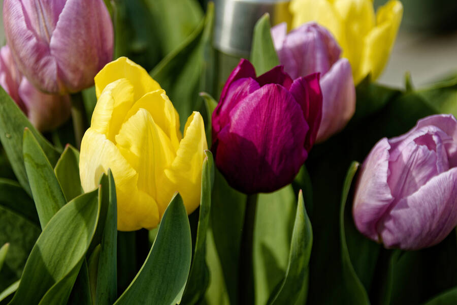 photographer dntphotographs macro  photo