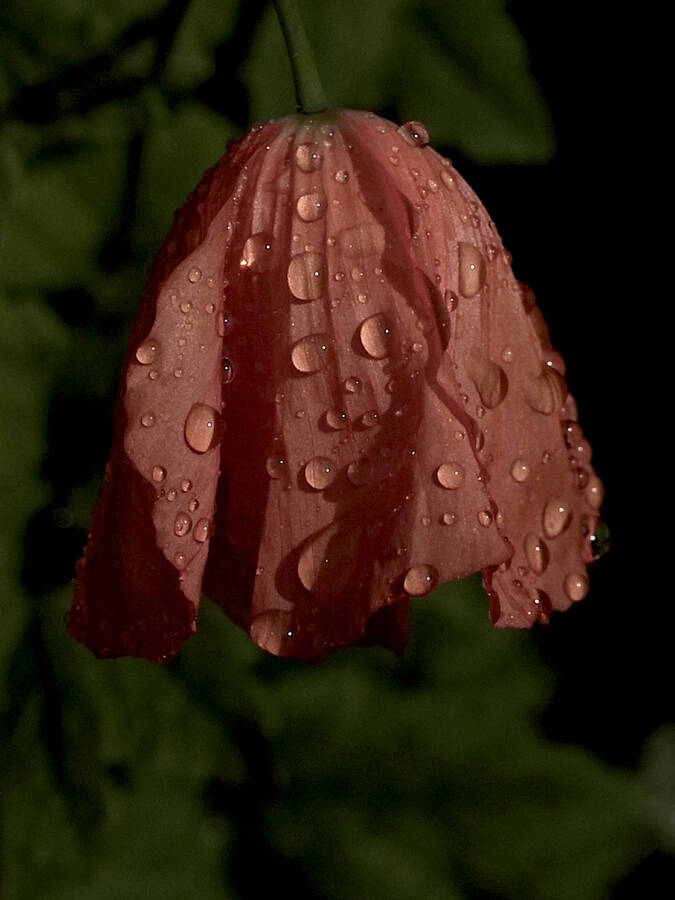 photographer Fotochawes macro modelling photo