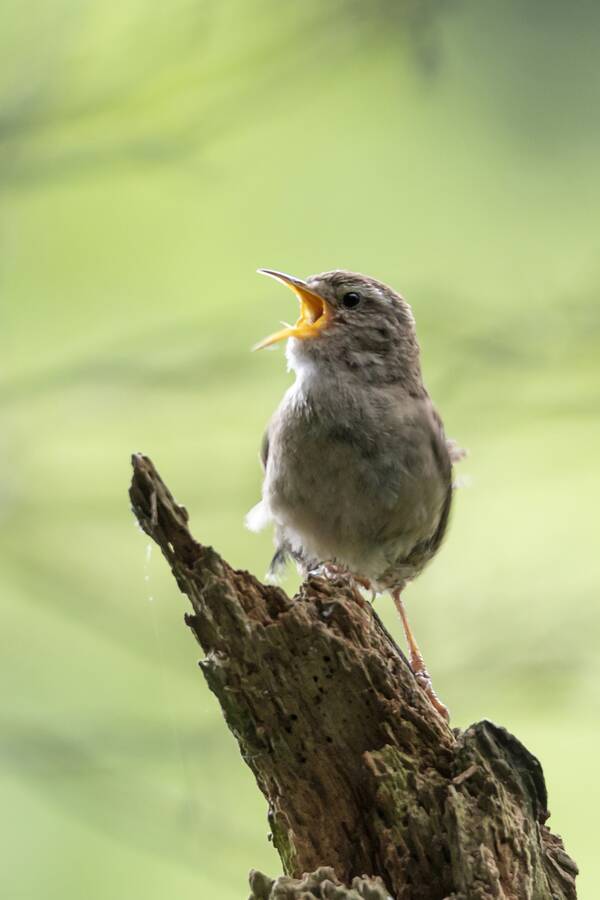 photographer The Opportunist wildlife  photo