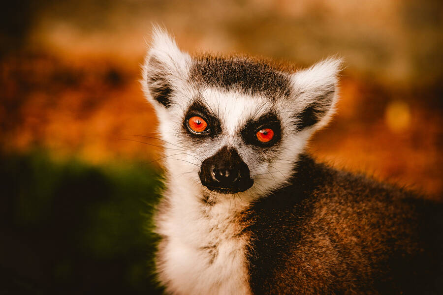 photographer Gabriel Burns wildlife  photo