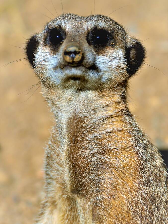 photographer Icu images wildlife  photo. on watch.