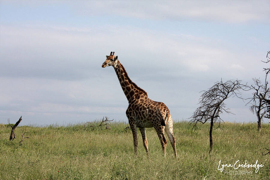 photographer lynncocksedge wildlife  photo taken at Nambiti Game Reserve, South Africa