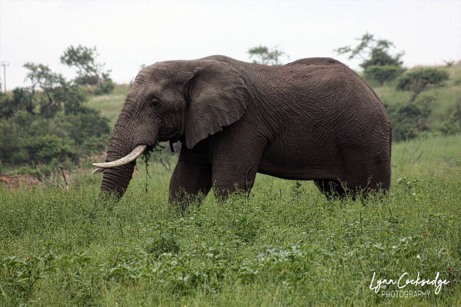photographer lynncocksedge wildlife  photo