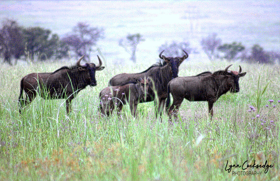 photographer lynncocksedge wildlife  photo