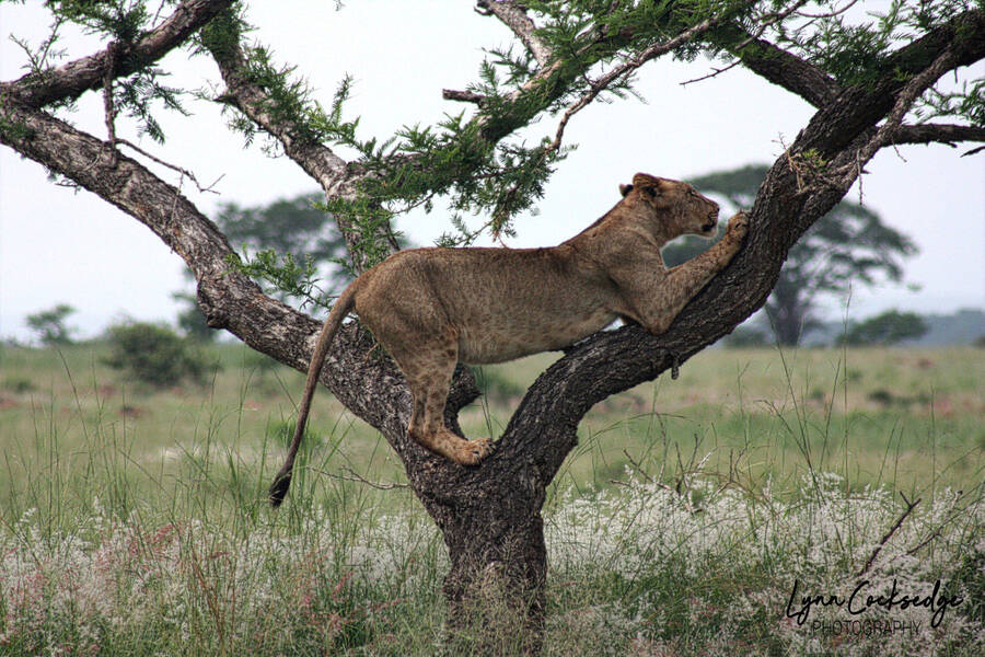 photographer lynncocksedge wildlife  photo