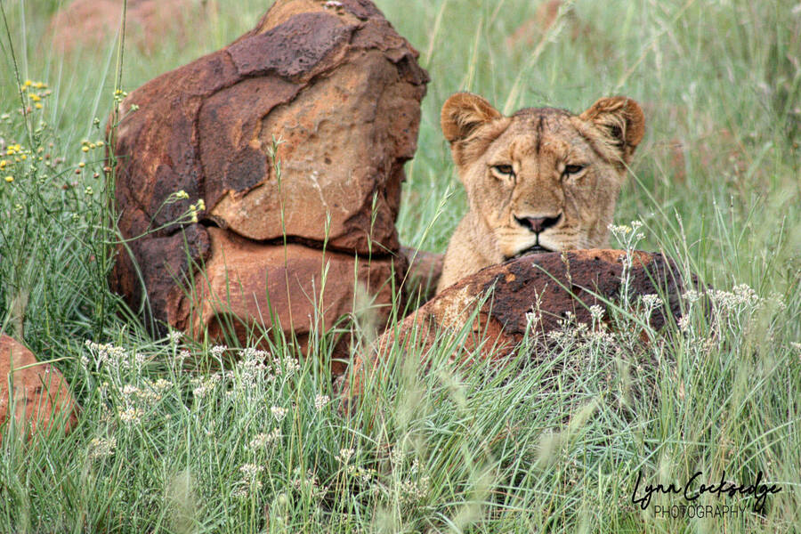 photographer lynncocksedge wildlife  photo