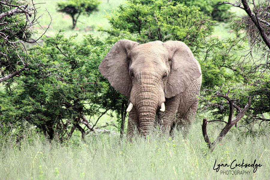 photographer lynncocksedge wildlife  photo