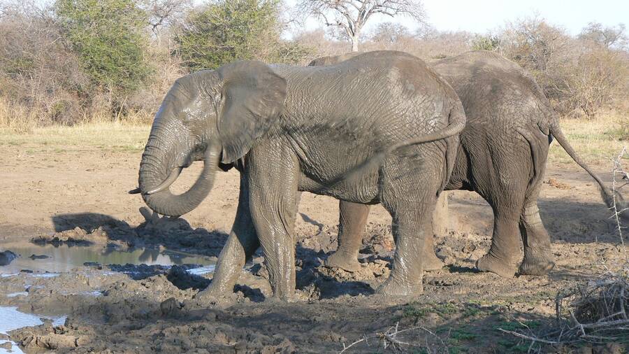 photographer NimpKish Arts wildlife  photo taken at South Africa