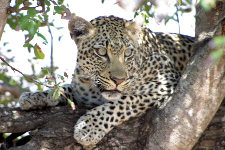 photographer NimpKish Arts uncategorized  photo