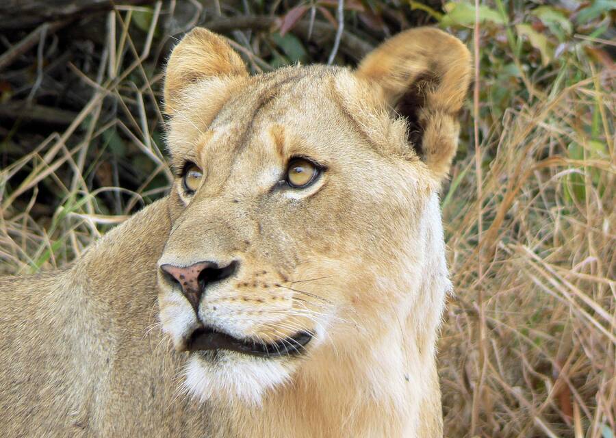 photographer NimpKish Arts wildlife  photo taken at South Africa