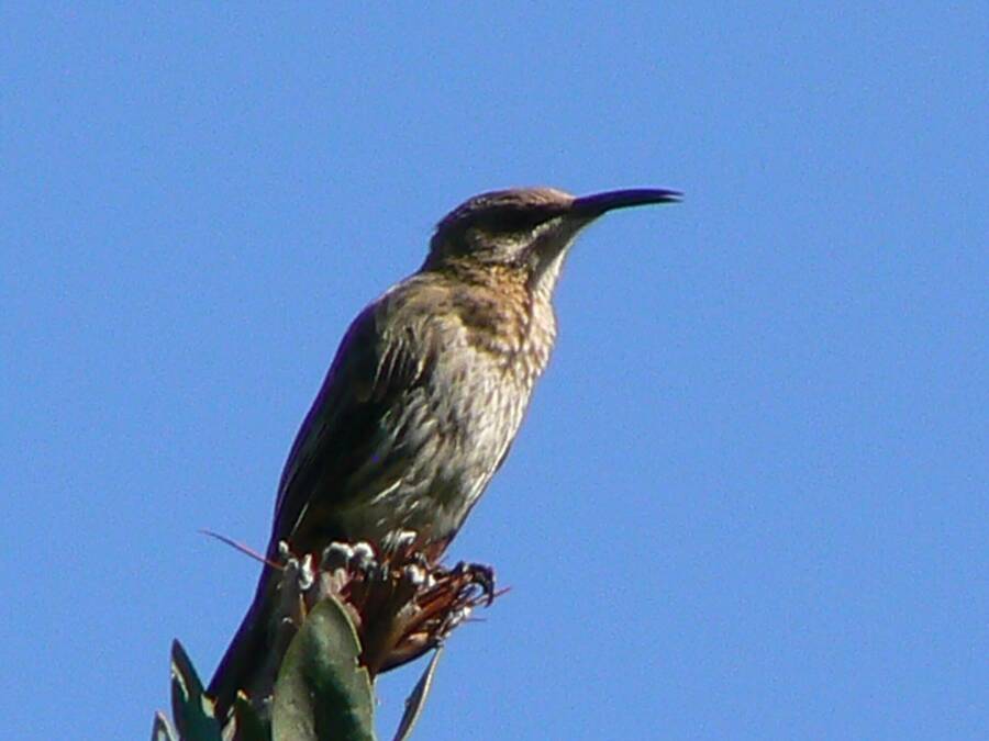 photographer NimpKish Arts wildlife  photo