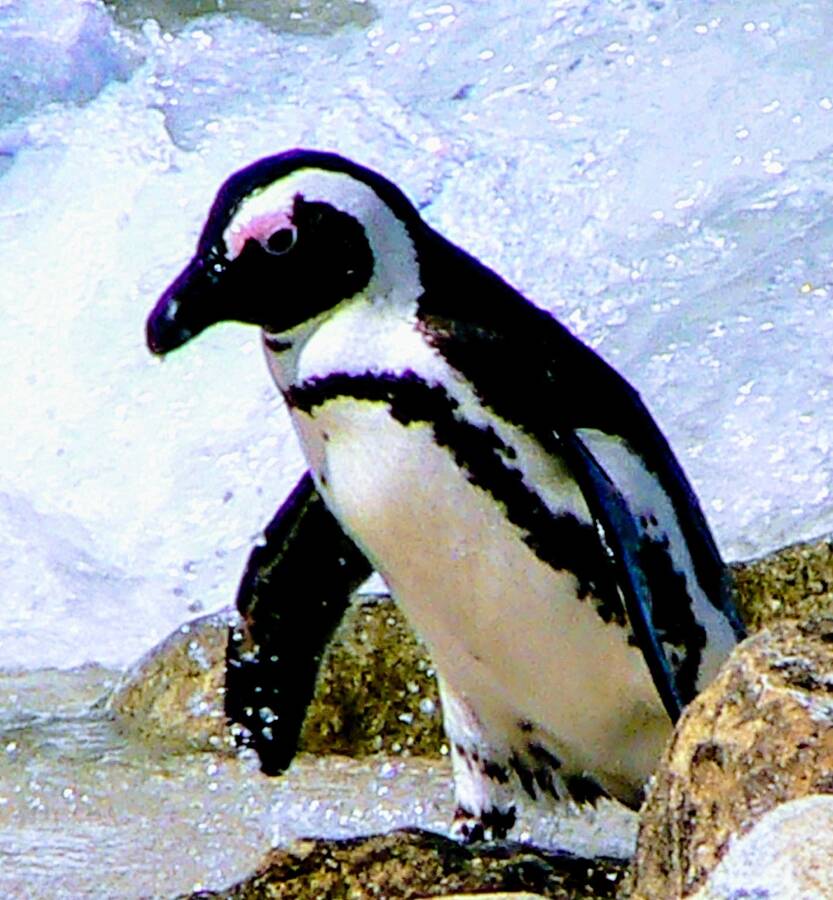 photographer NimpKish Arts wildlife  photo taken at South Africa