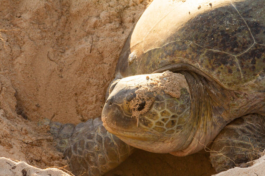 photographer Surfie wildlife  photo